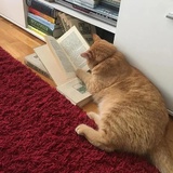 MR