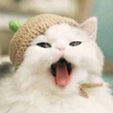 啊是土拨鼠