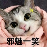 一只猫儿