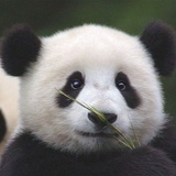 顽皮小滚滚