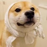 一只狗子