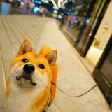 我真是个机灵鬼