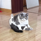 高冷的Aplaca