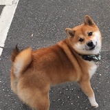五木