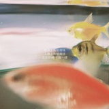 麗宸