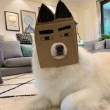 小鱼儿