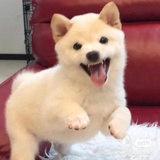 伏特加蘑菇
