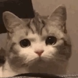 培根卷饼
