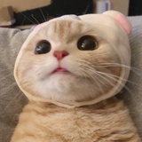 陶桃桃桃桃