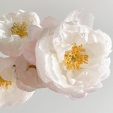 Peony