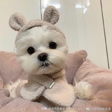 安鱼啊