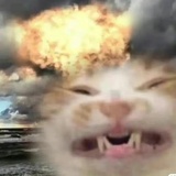 黑胡椒味的猫