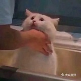 沉默的黑白