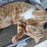 夏天是只橘