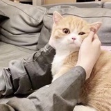 甃彤