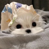 以承