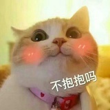 新来的猫猫