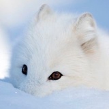 。! 。