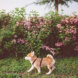灵芝