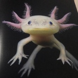 青衣