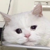 aaa