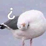 别慌