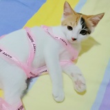 孤独的根号杉