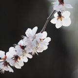 飞花的落霞