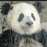 菲雅姐姐