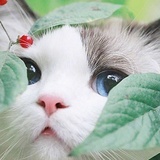 离楚