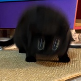 沐挽桐