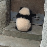 得得得