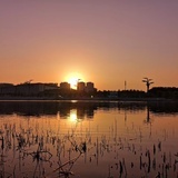 Bulrush