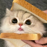 咪来！