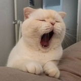 小尾巴的尾巴