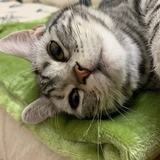 Juno