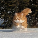 雪拉