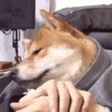 🐶