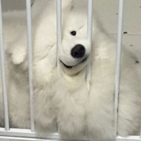 萨摩耶爱好者