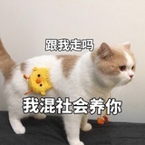 啃西瓜🍉