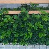 小张