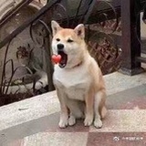 脑袋空空