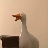 Whycant