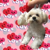 早起重度困难证