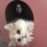 小熊