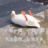 鹅曲项向天鹅