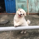 la噜噜