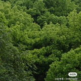 迪迪
