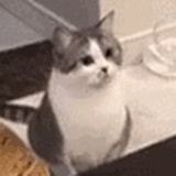 咕叽
