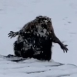 这河狸吗